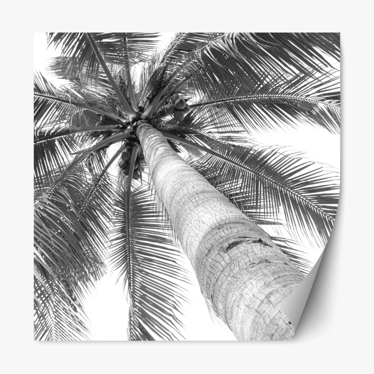 Naklejka repozycjonowalna monochromatyczna palma z perspektywy – Wallissimo® Naklejka repozycjonowalna monochromatyczna palma z perspektywy – Wallissimo®