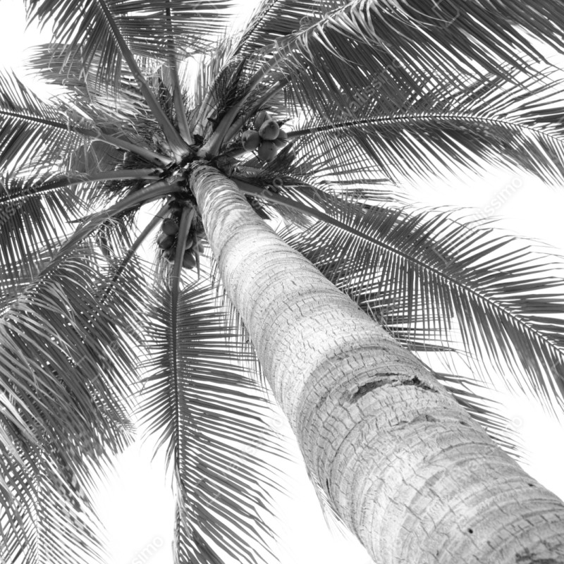 Naklejka repozycjonowalna monochromatyczna palma z perspektywy – Wallissimo® Naklejka repozycjonowalna monochromatyczna palma z perspektywy – Wallissimo®