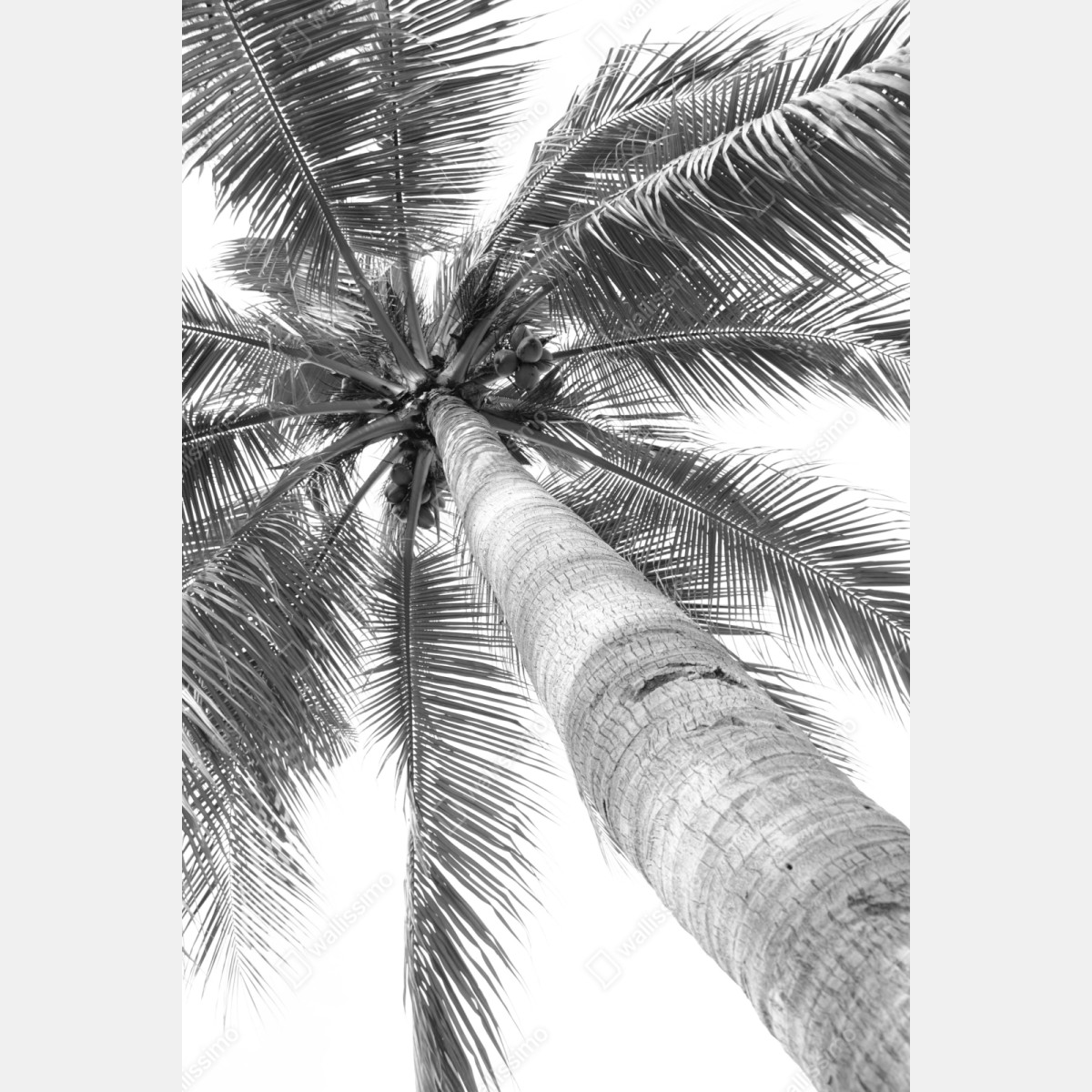 Naklejka repozycjonowalna monochromatyczna palma z perspektywy – Wallissimo® Naklejka repozycjonowalna monochromatyczna palma z perspektywy – Wallissimo®