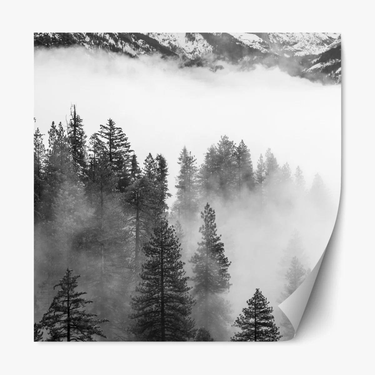 Naklejka repozycjonowalna mglisty las Giant Forest, Sequoia National Park – Wallissimo® Naklejka repozycjonowalna mglisty las Giant Forest, Sequoia National Park – Wallissimo®