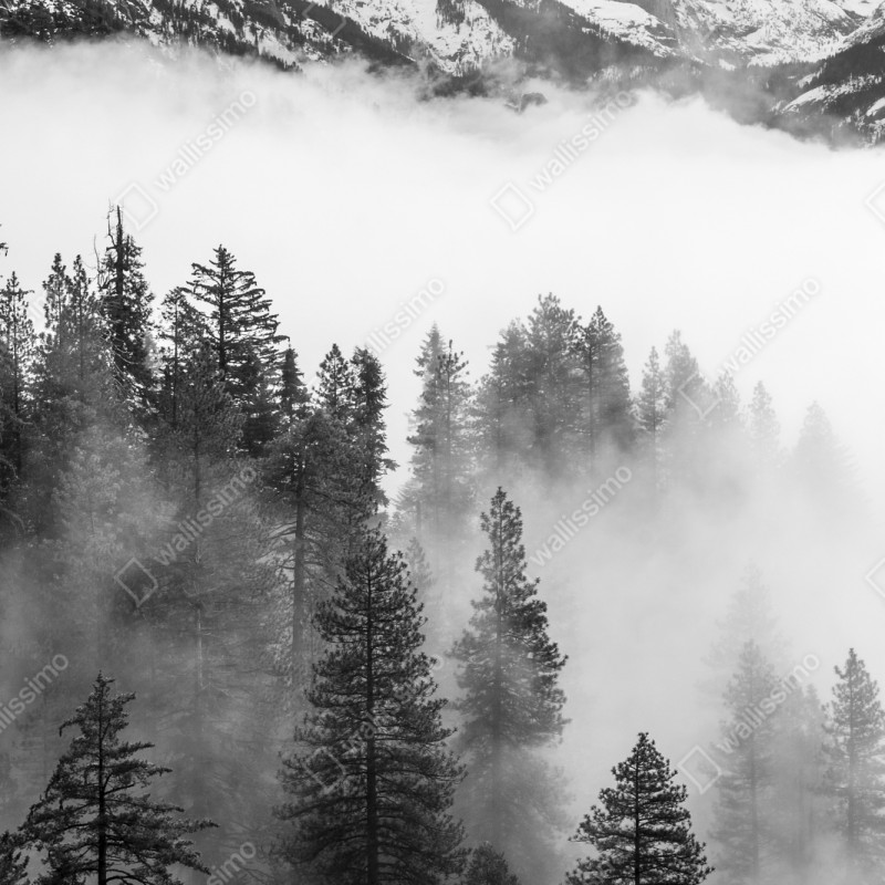 Naklejka repozycjonowalna mglisty las Giant Forest, Sequoia National Park – Wallissimo® Naklejka repozycjonowalna mglisty las Giant Forest, Sequoia National Park – Wallissimo®