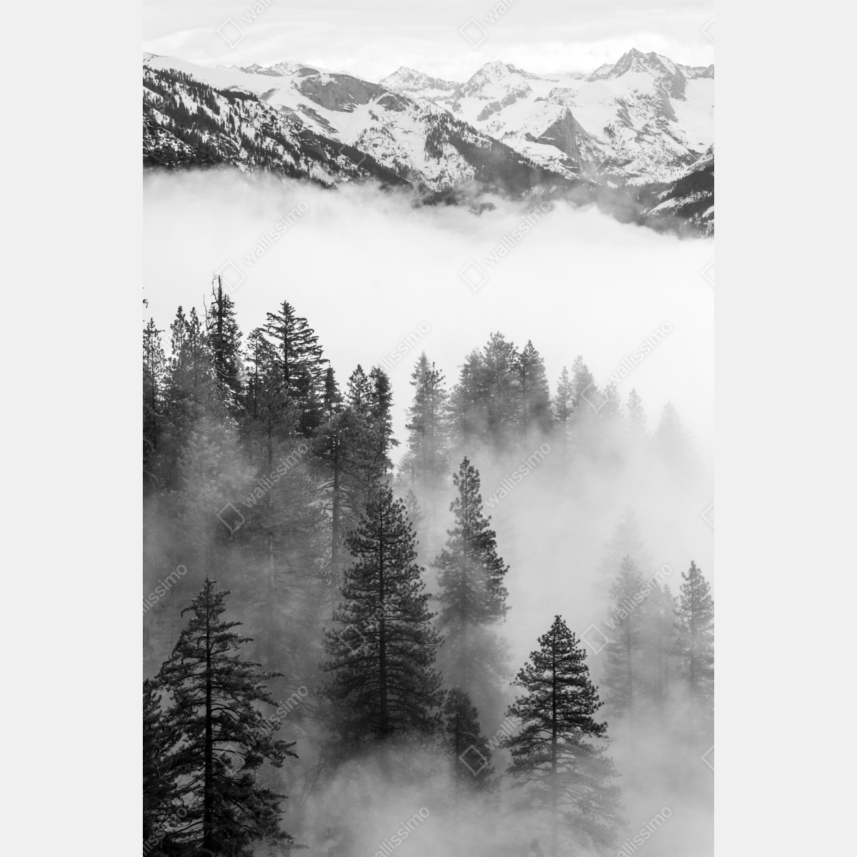 Naklejka repozycjonowalna mglisty las Giant Forest, Sequoia National Park – Wallissimo® Naklejka repozycjonowalna mglisty las Giant Forest, Sequoia National Park – Wallissimo®