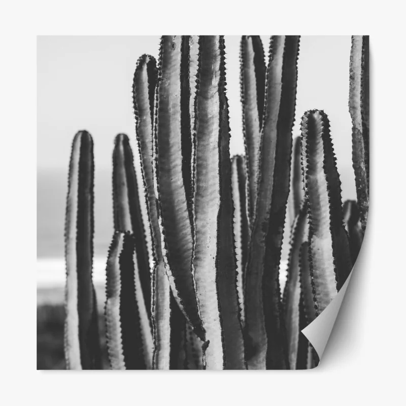 Naklejka repozycjonowalna czarno-biały kaktus w zbliżeniu