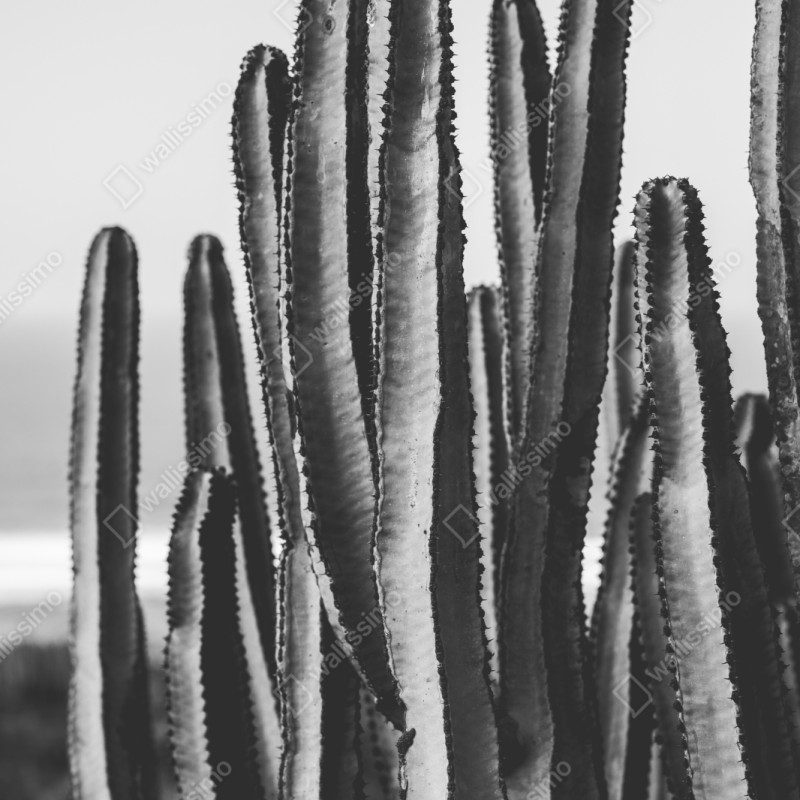 Naklejka repozycjonowalna czarno-biały kaktus w zbliżeniu – Wallissimo® Naklejka repozycjonowalna czarno-biały kaktus w zbliżeniu – Wallissimo®