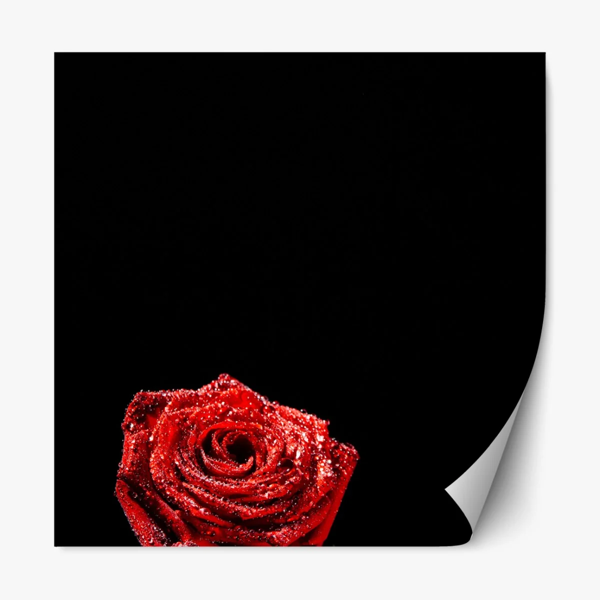 Naklejka repozycjonowalna czerwona róża z kroplami rosy na czarnym tle – Wallissimo® Naklejka repozycjonowalna czerwona róża z kroplami rosy na czarnym tle – Wallissimo®