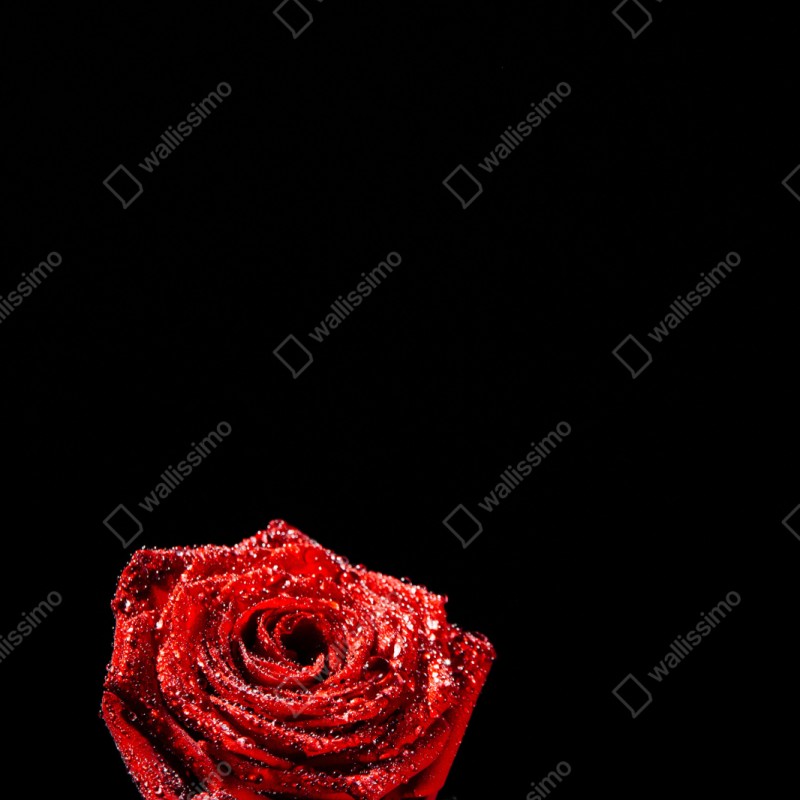 Naklejka repozycjonowalna czerwona róża z kroplami rosy na czarnym tle – Wallissimo® Naklejka repozycjonowalna czerwona róża z kroplami rosy na czarnym tle – Wallissimo®