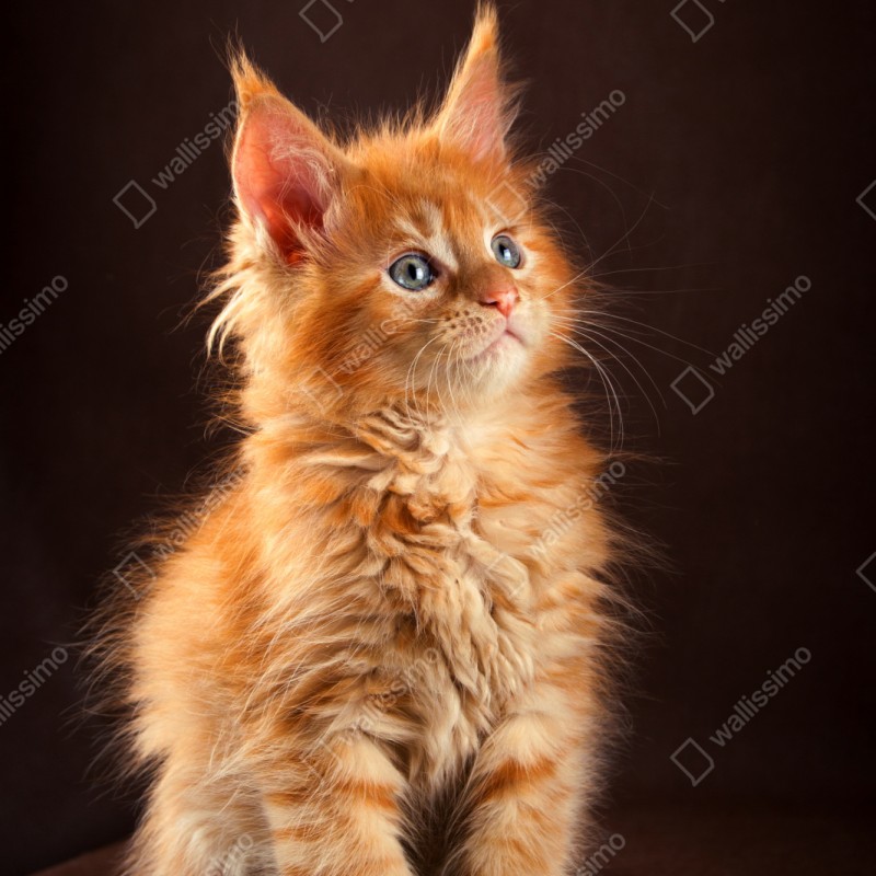 Naklejka repozycjonowalna uroczy rudy kociak w portrecie – Wallissimo® Naklejka repozycjonowalna uroczy rudy kociak w portrecie – Wallissimo®