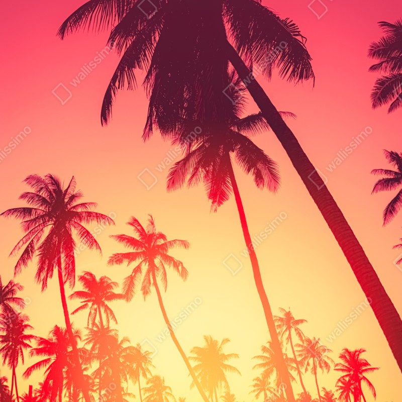Naklejka repozycjonowalna tropikalny zachód słońca z palmami – Wallissimo® Naklejka repozycjonowalna tropikalny zachód słońca z palmami – Wallissimo®