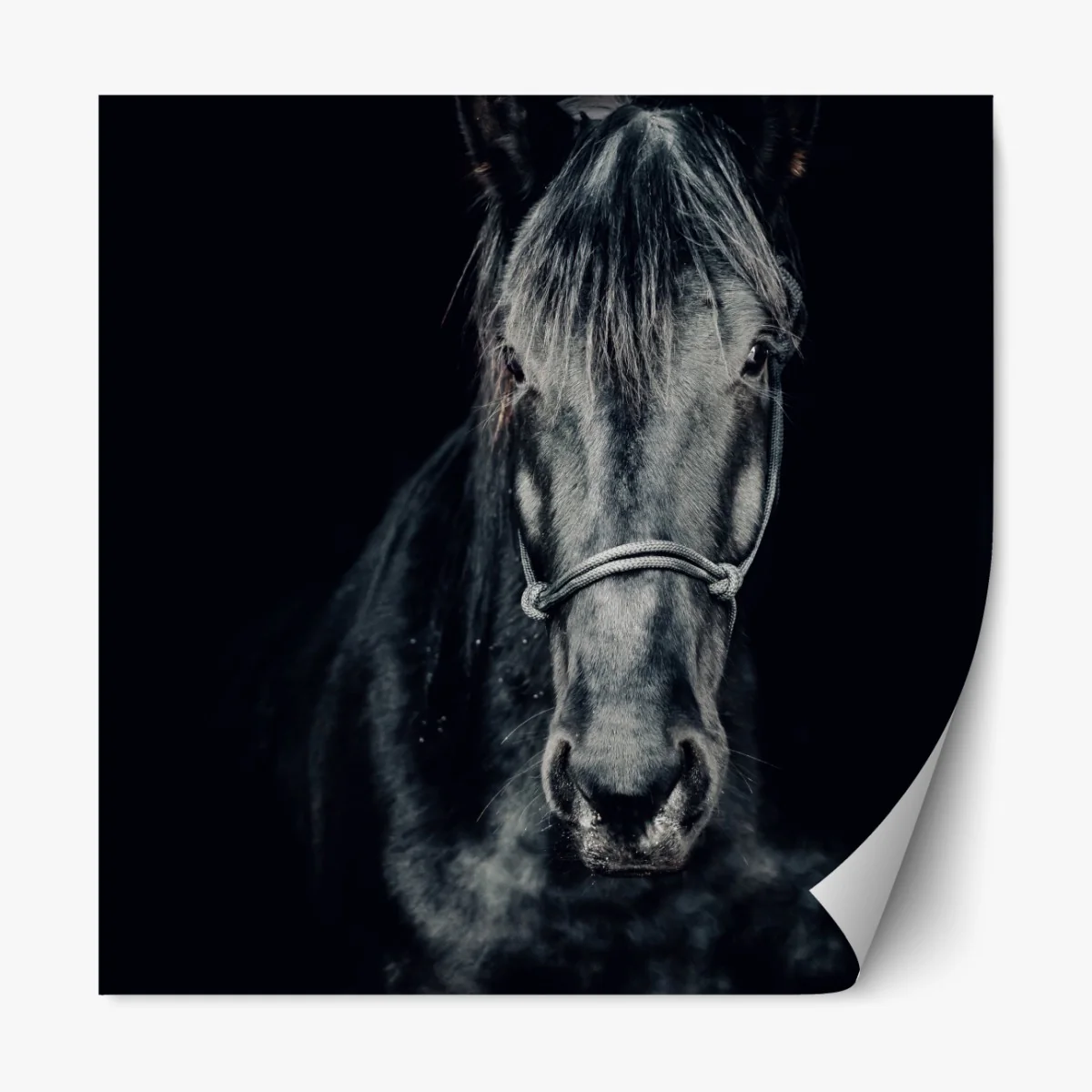 Naklejka repozycjonowalna majestatyczny czarny portret konia – Wallissimo® Naklejka repozycjonowalna majestatyczny czarny portret konia – Wallissimo®