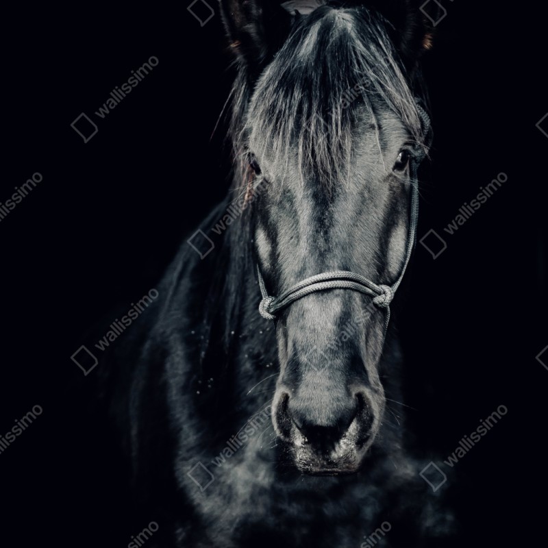 Naklejka repozycjonowalna majestatyczny czarny portret konia – Wallissimo® Naklejka repozycjonowalna majestatyczny czarny portret konia – Wallissimo®