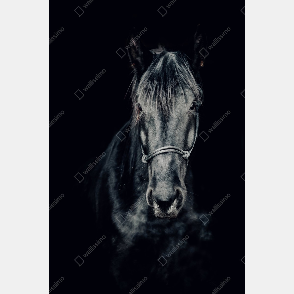 Naklejka repozycjonowalna majestatyczny czarny portret konia – Wallissimo® Naklejka repozycjonowalna majestatyczny czarny portret konia – Wallissimo®