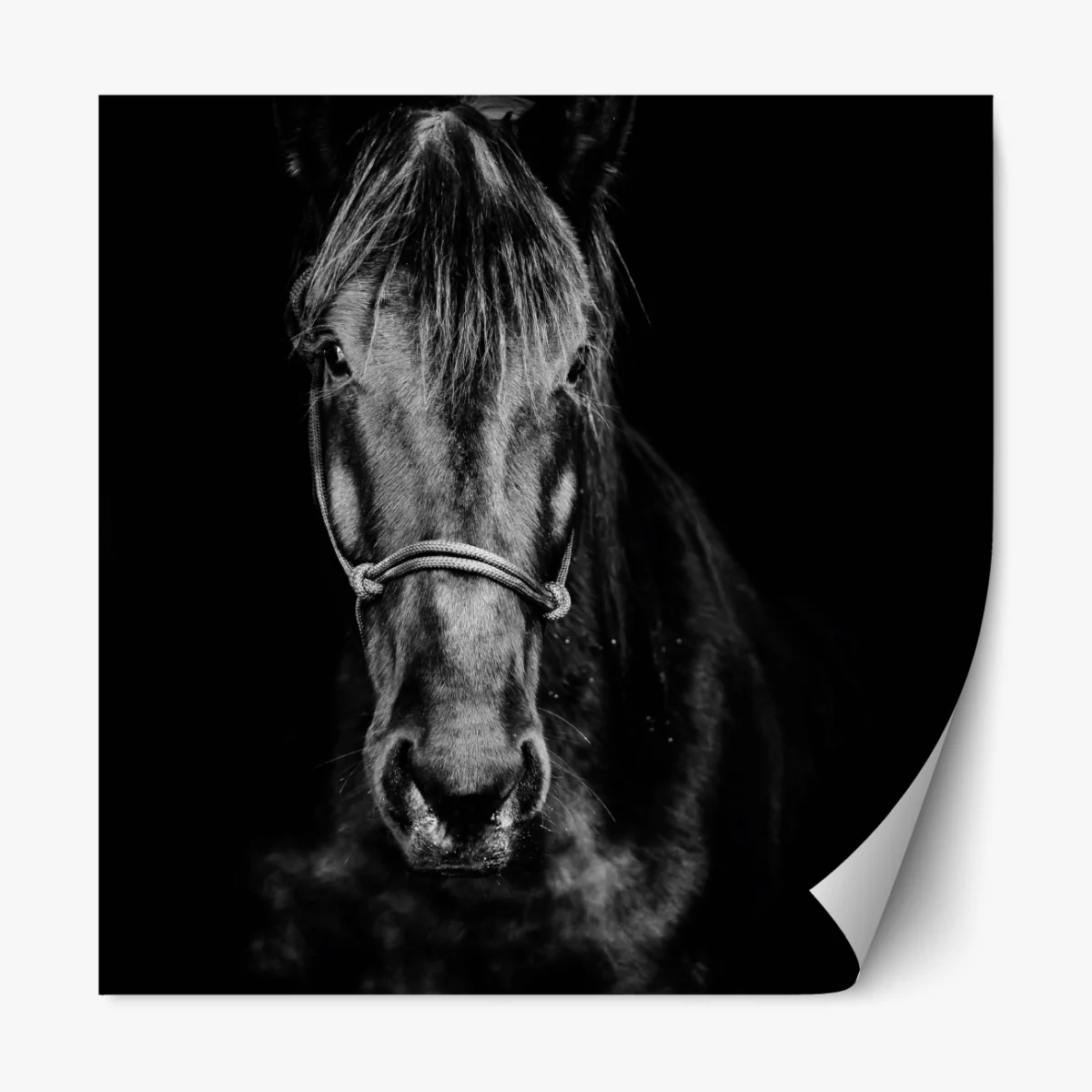 Naklejka repozycjonowalna dramatyczny portret konia w monochromie – Wallissimo® Naklejka repozycjonowalna dramatyczny portret konia w monochromie – Wallissimo®