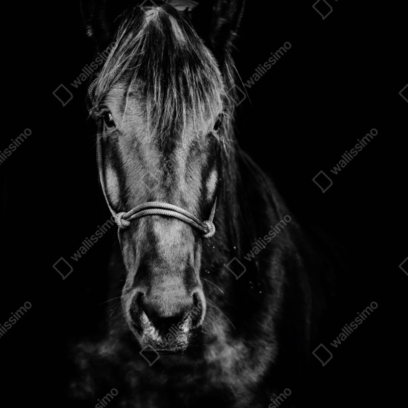 Naklejka repozycjonowalna dramatyczny portret konia w monochromie – Wallissimo® Naklejka repozycjonowalna dramatyczny portret konia w monochromie – Wallissimo®