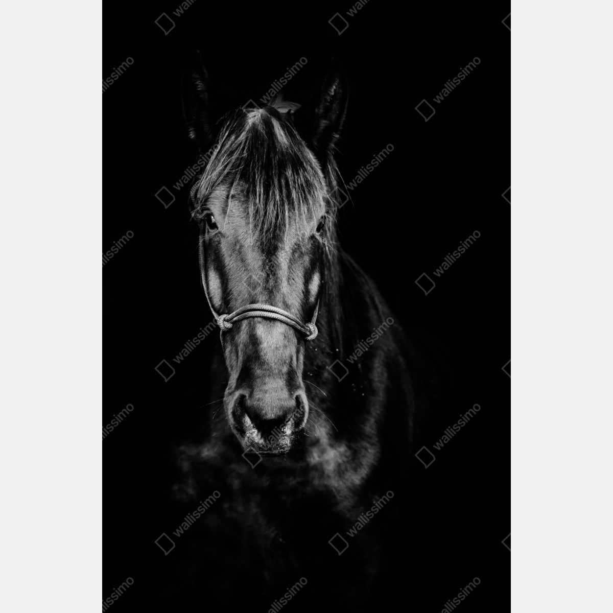 Naklejka repozycjonowalna dramatyczny portret konia w monochromie – Wallissimo® Naklejka repozycjonowalna dramatyczny portret konia w monochromie – Wallissimo®