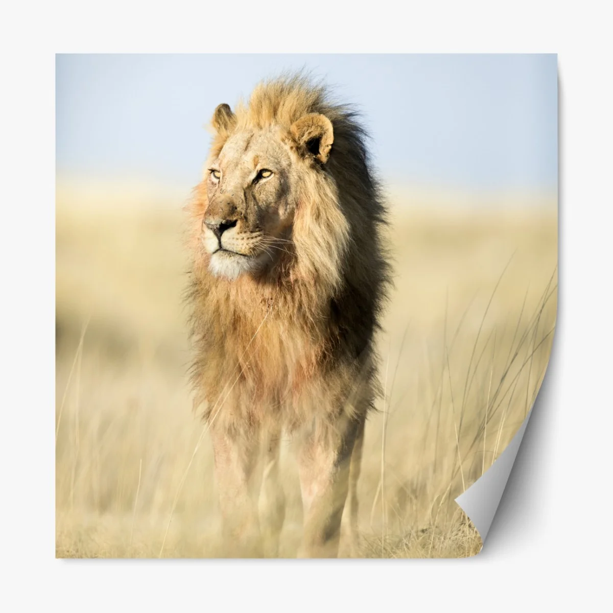 Naklejka repozycjonowalna majestatyczny lew na sawannie – Wallissimo® Naklejka repozycjonowalna majestatyczny lew na sawannie – Wallissimo®