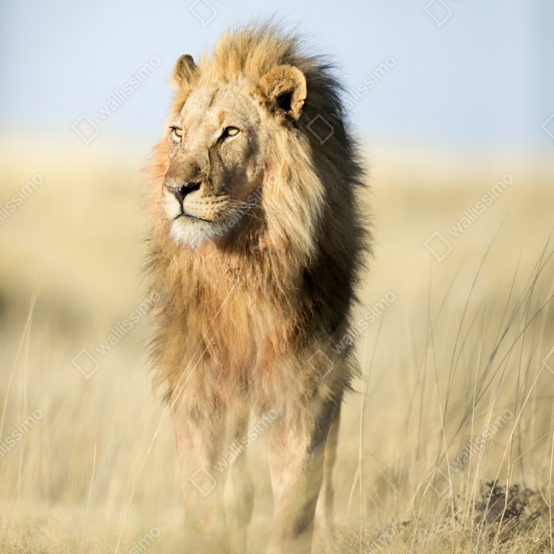 Naklejka repozycjonowalna majestatyczny lew na sawannie – Wallissimo® Naklejka repozycjonowalna majestatyczny lew na sawannie – Wallissimo®