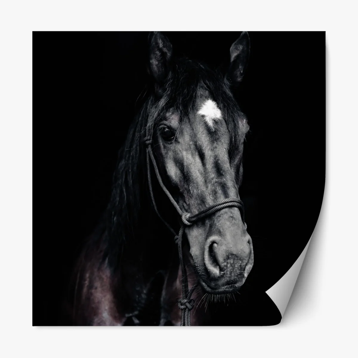 Naklejka repozycjonowalna majestatyczny portret konia – Wallissimo® Naklejka repozycjonowalna majestatyczny portret konia – Wallissimo®