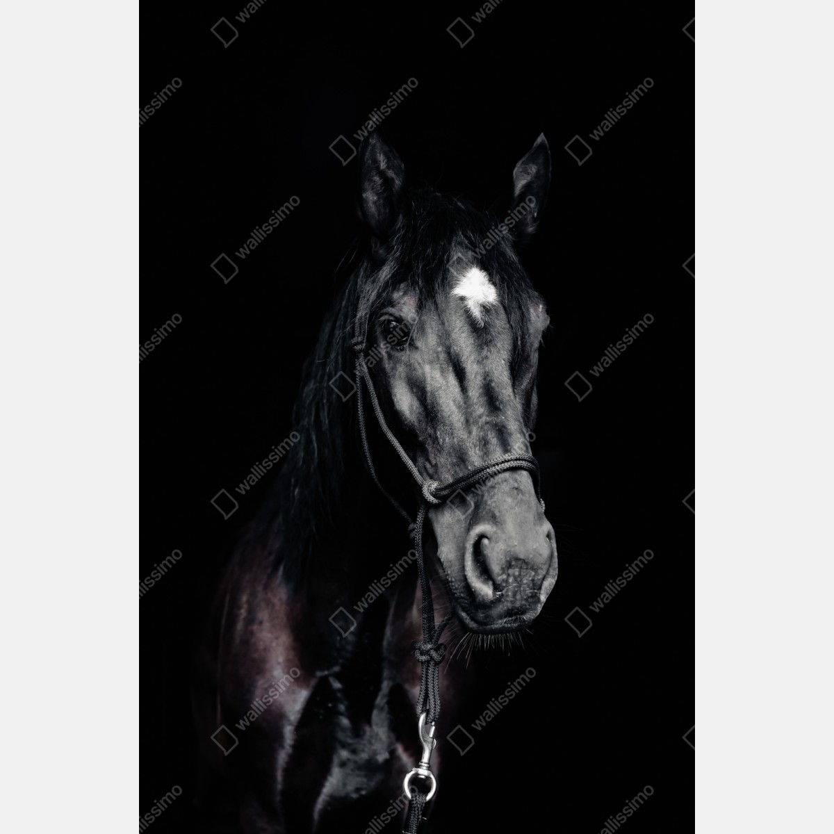 Naklejka repozycjonowalna majestatyczny portret konia – Wallissimo® Naklejka repozycjonowalna majestatyczny portret konia – Wallissimo®