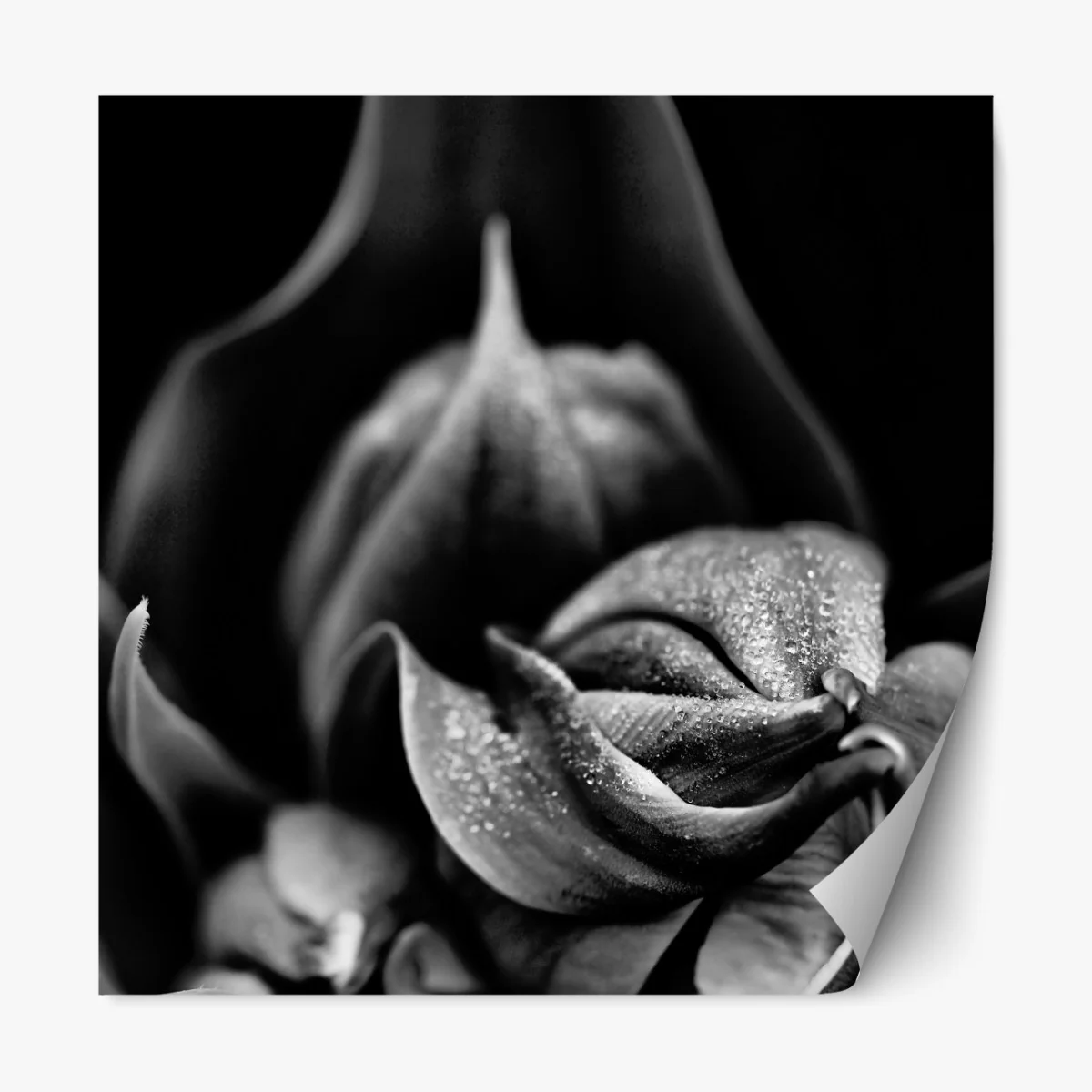 Naklejka repozycjonowalna monochromatyczne zbliżenie kwiatu z kroplami rosy – Wallissimo® Naklejka repozycjonowalna monochromatyczne zbliżenie kwiatu z kroplami rosy – Wallissimo®