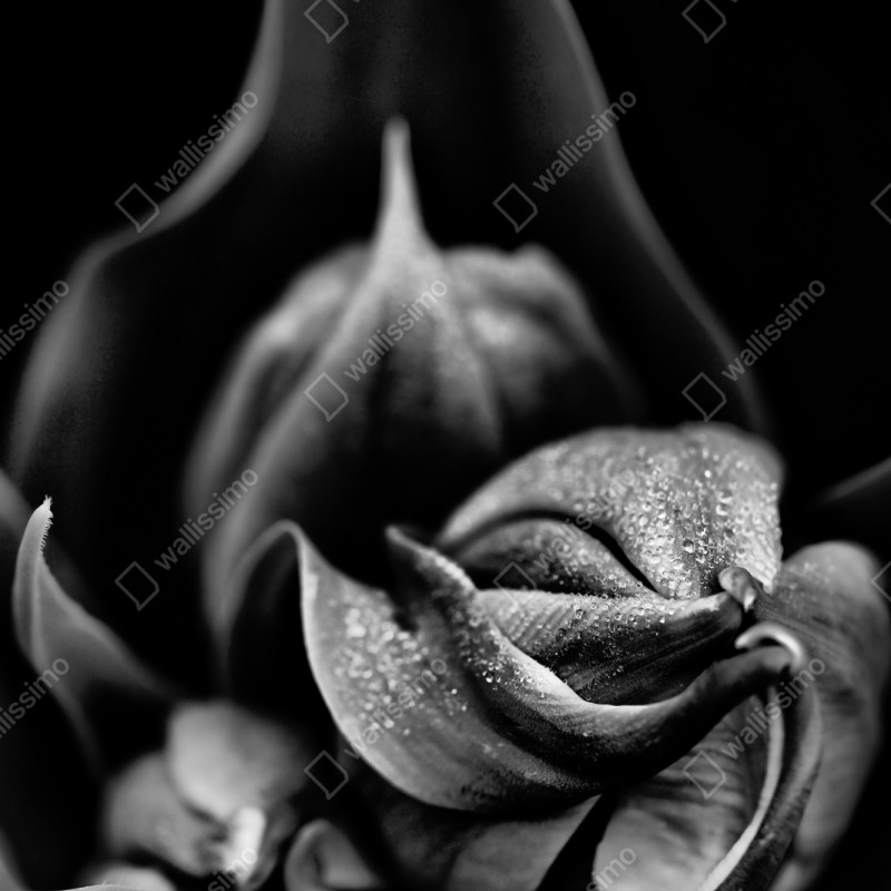 Naklejka repozycjonowalna monochromatyczne zbliżenie kwiatu z kroplami rosy – Wallissimo® Naklejka repozycjonowalna monochromatyczne zbliżenie kwiatu z kroplami rosy – Wallissimo®