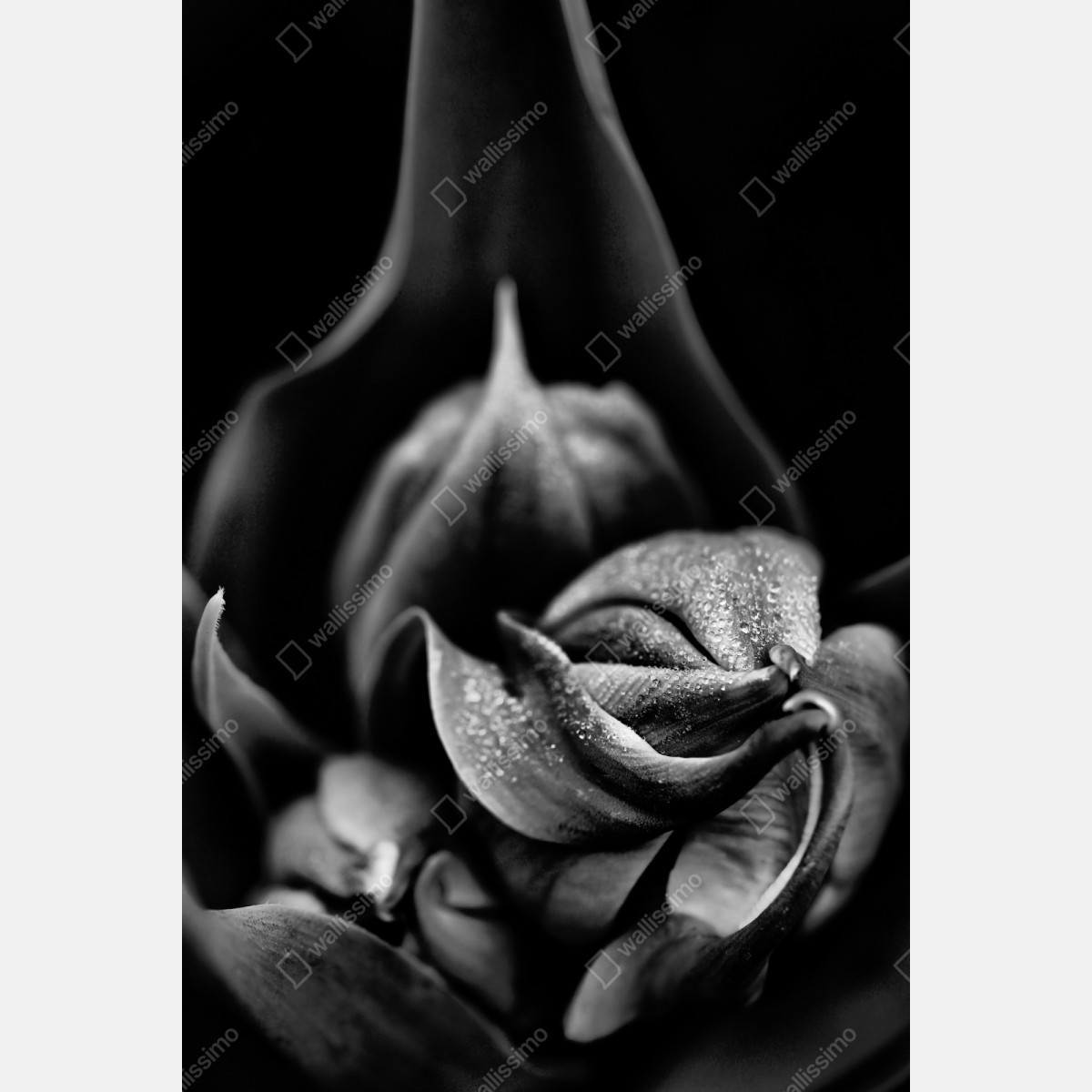Naklejka repozycjonowalna monochromatyczne zbliżenie kwiatu z kroplami rosy – Wallissimo® Naklejka repozycjonowalna monochromatyczne zbliżenie kwiatu z kroplami rosy – Wallissimo®