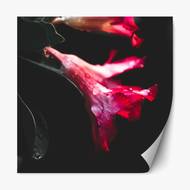 Naklejka repozycjonowalna różowy kwiat trąbkowy z kroplami rosy – Wallissimo® Naklejka repozycjonowalna różowy kwiat trąbkowy z kroplami rosy – Wallissimo®