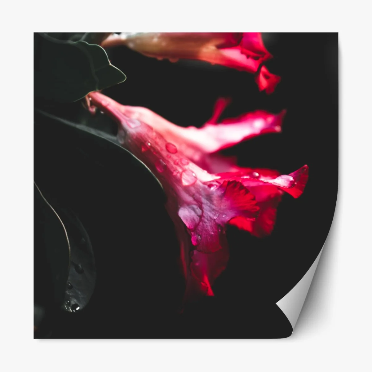 Naklejka repozycjonowalna różowy kwiat trąbkowy z kroplami rosy – Wallissimo® Naklejka repozycjonowalna różowy kwiat trąbkowy z kroplami rosy – Wallissimo®