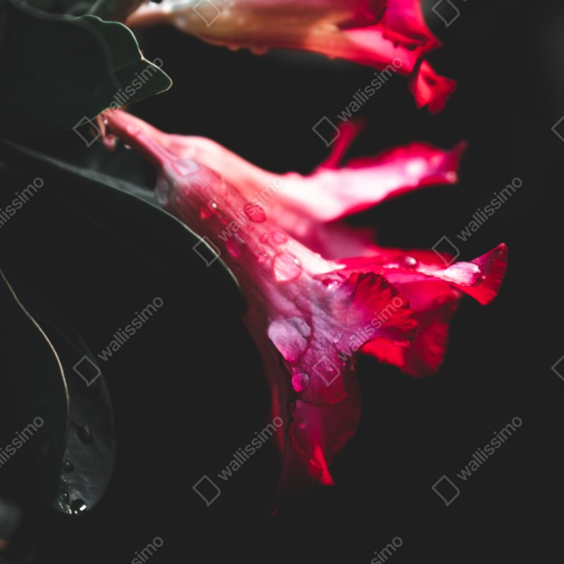 Naklejka repozycjonowalna różowy kwiat trąbkowy z kroplami rosy – Wallissimo® Naklejka repozycjonowalna różowy kwiat trąbkowy z kroplami rosy – Wallissimo®