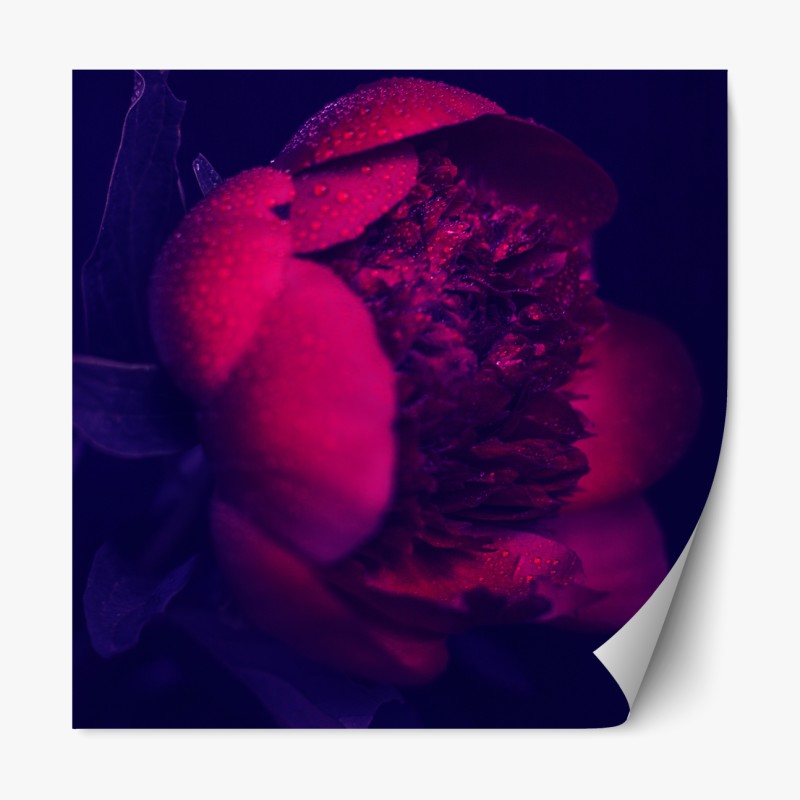 Naklejka repozycjonowalna zabawny wzór gepardów na turkusowym tle – Wallissimo®