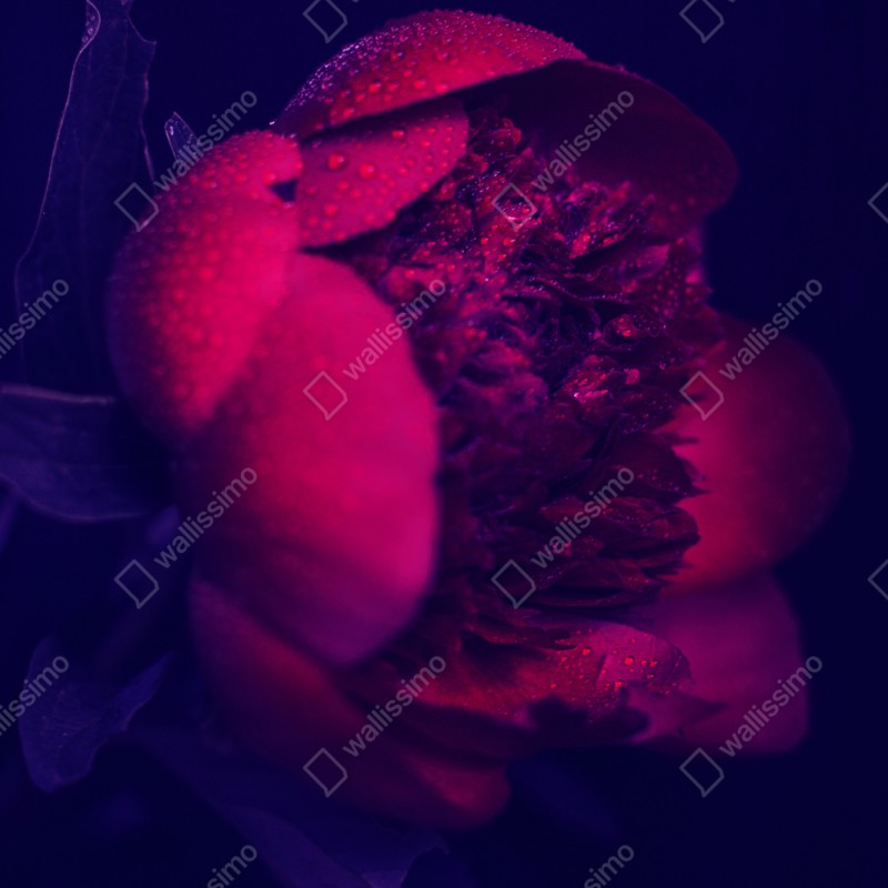 Naklejka repozycjonowalna nastrojowa różowa piwonia zbliżenie – Wallissimo® Naklejka repozycjonowalna nastrojowa różowa piwonia zbliżenie – Wallissimo®