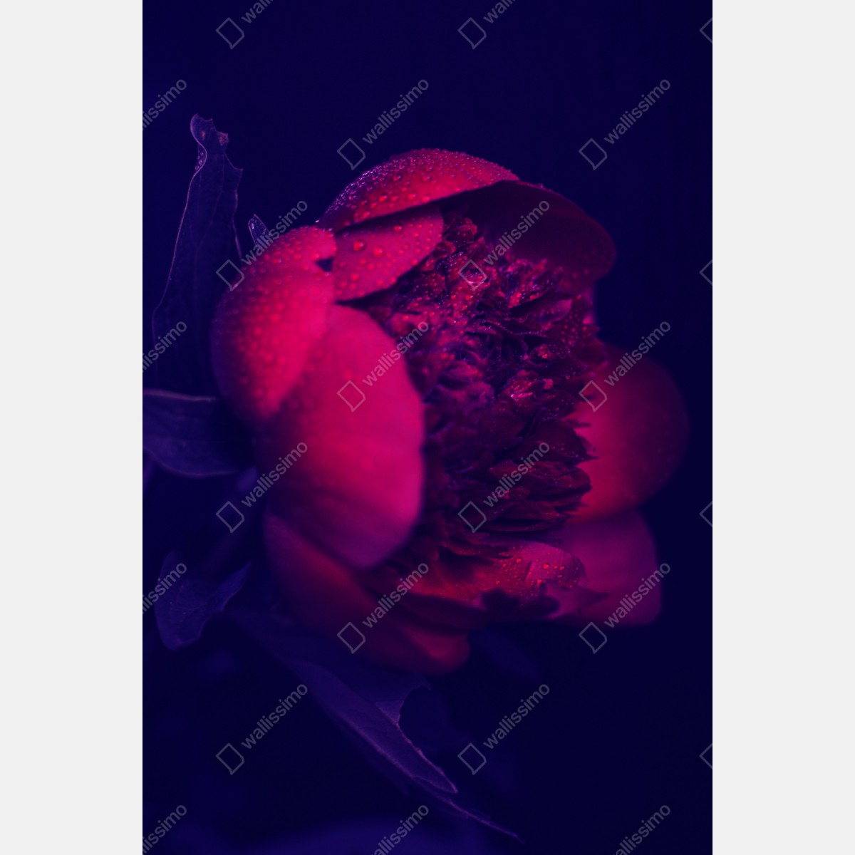 Naklejka repozycjonowalna nastrojowa różowa piwonia zbliżenie – Wallissimo® Naklejka repozycjonowalna nastrojowa różowa piwonia zbliżenie – Wallissimo®