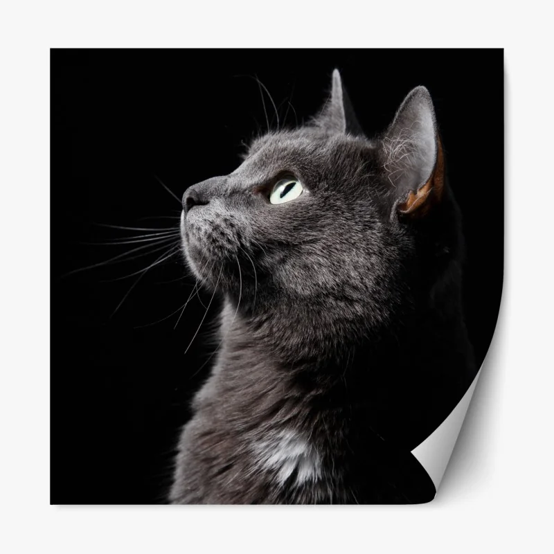 Naklejka repozycjonowalna wiosenna łąka dmuchawców – Wallissimo®