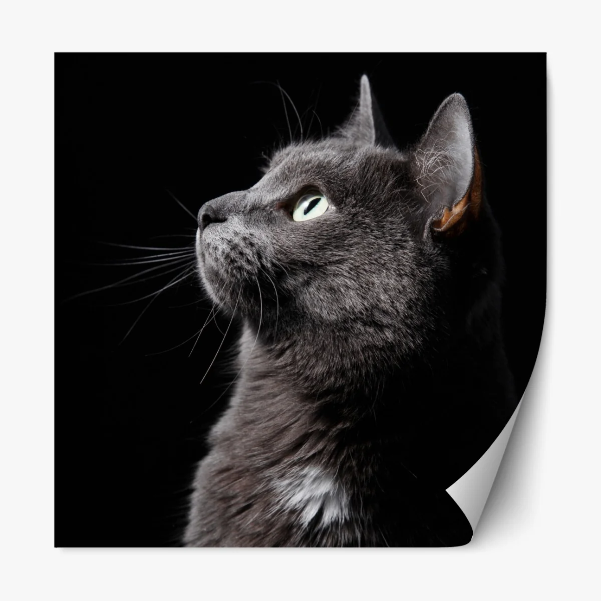 Naklejka repozycjonowalna elegancki portret szarego kota – Wallissimo® Naklejka repozycjonowalna elegancki portret szarego kota – Wallissimo®