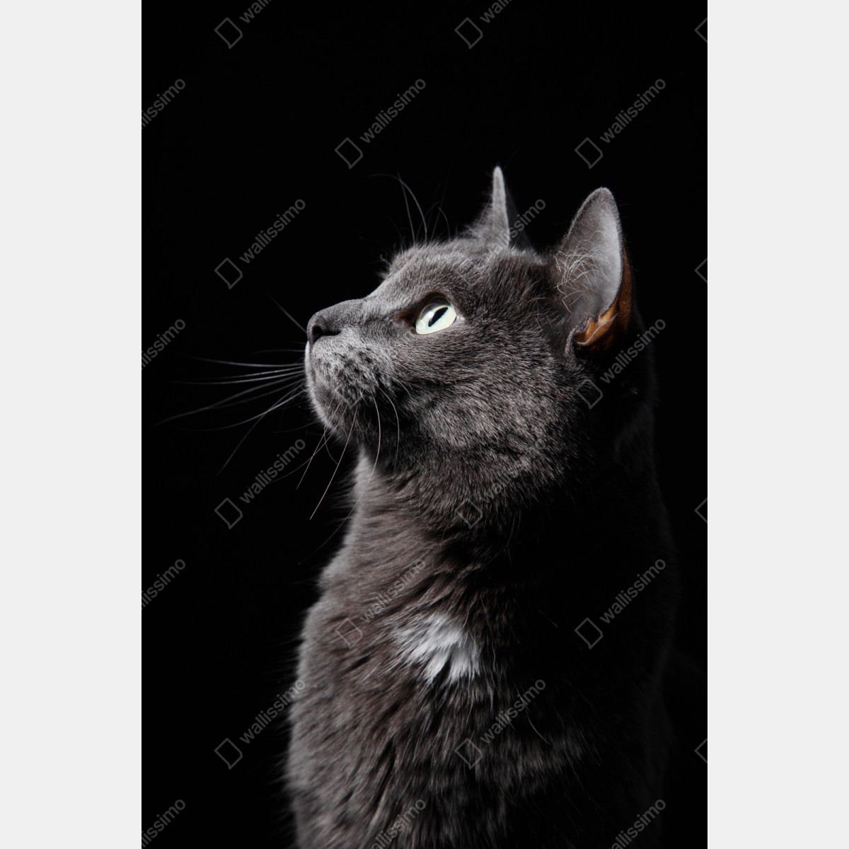 Naklejka repozycjonowalna elegancki portret szarego kota – Wallissimo® Naklejka repozycjonowalna elegancki portret szarego kota – Wallissimo®