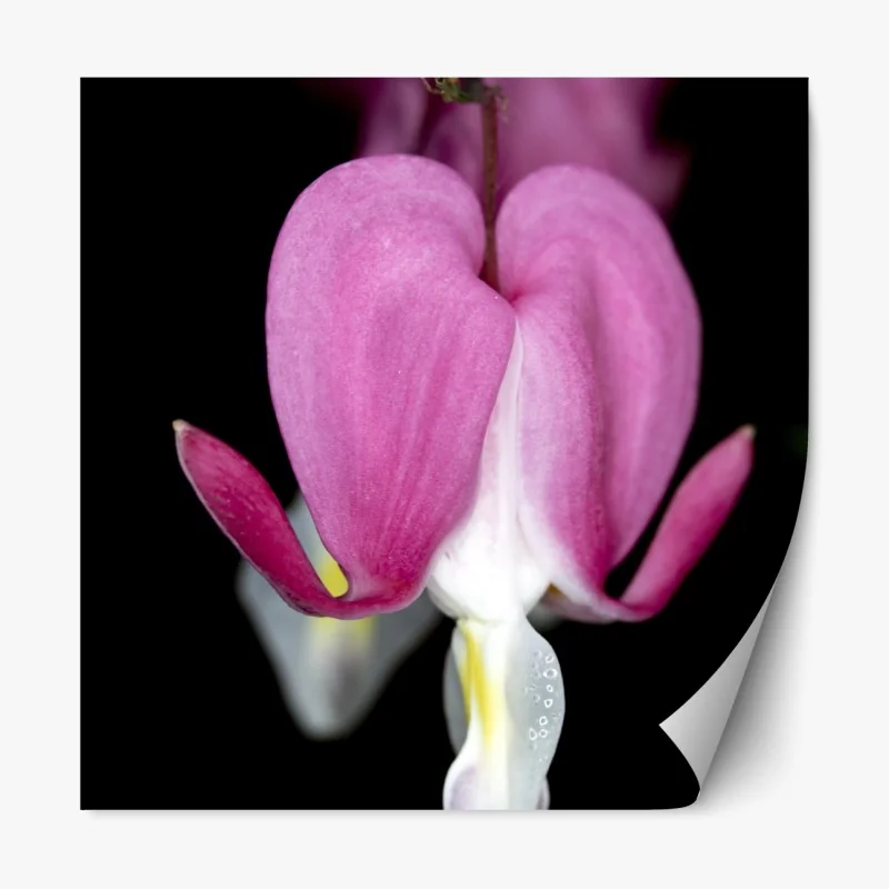 Naklejka repozycjonowalna delikatne różowe serduszko zbliżenie kwiatowe