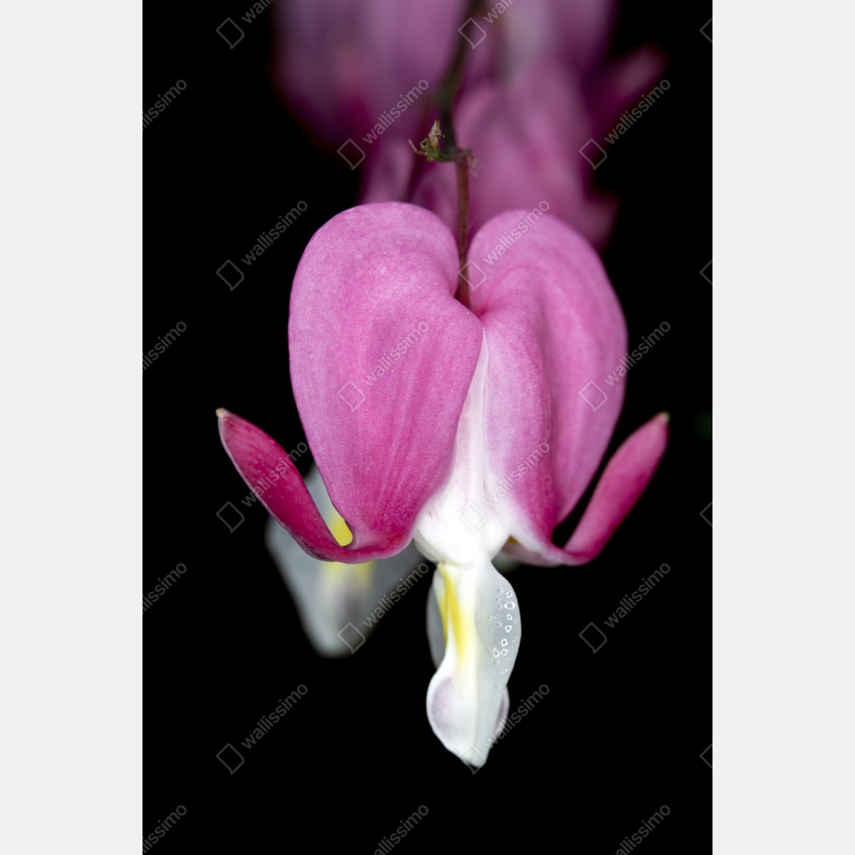 Naklejka repozycjonowalna delikatne różowe serduszko zbliżenie kwiatowe – Wallissimo® Naklejka repozycjonowalna delikatne różowe serduszko zbliżenie kwiatowe – Wallissimo®