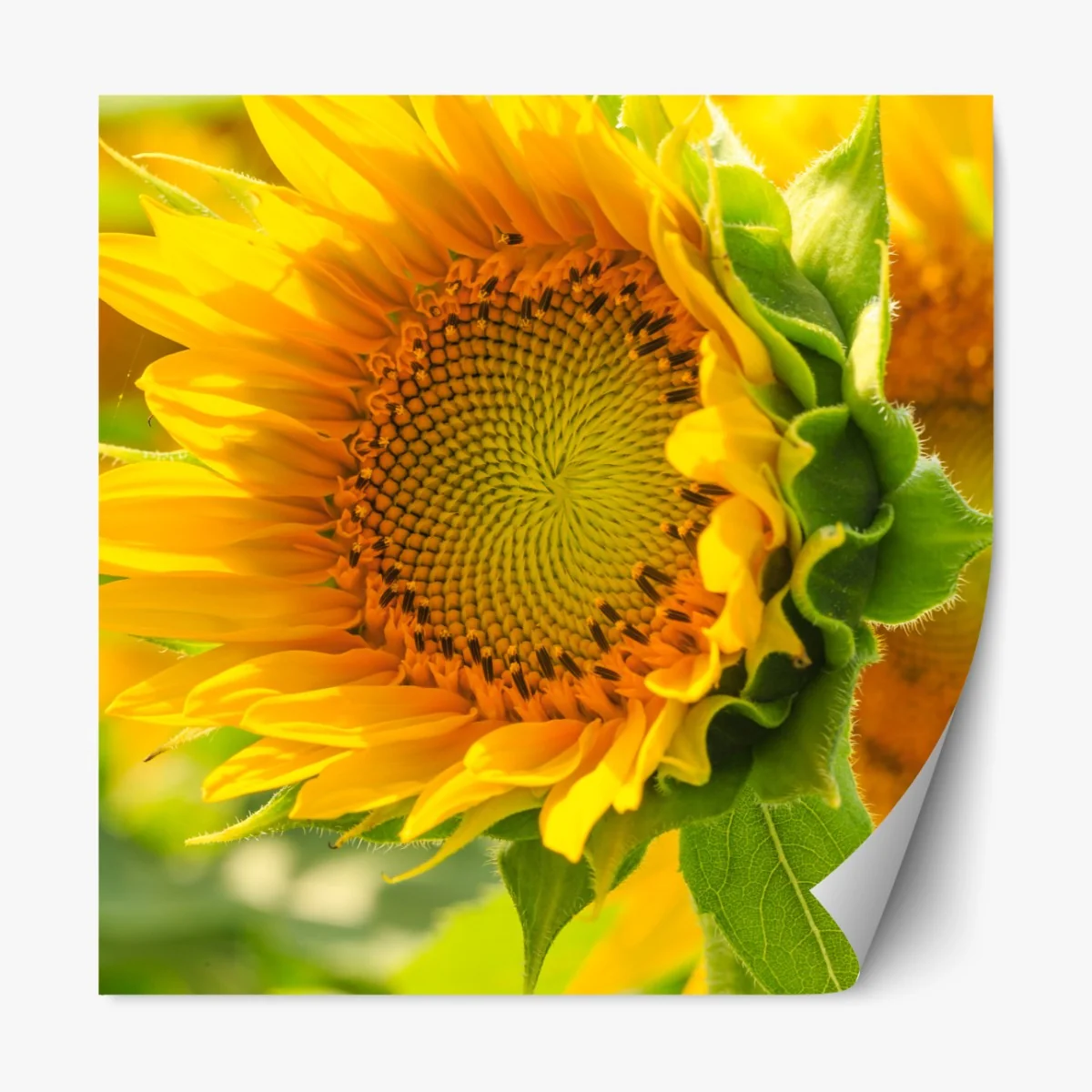 Naklejka repozycjonowalna zbliżenie słonecznika – Wallissimo® Naklejka repozycjonowalna zbliżenie słonecznika – Wallissimo®