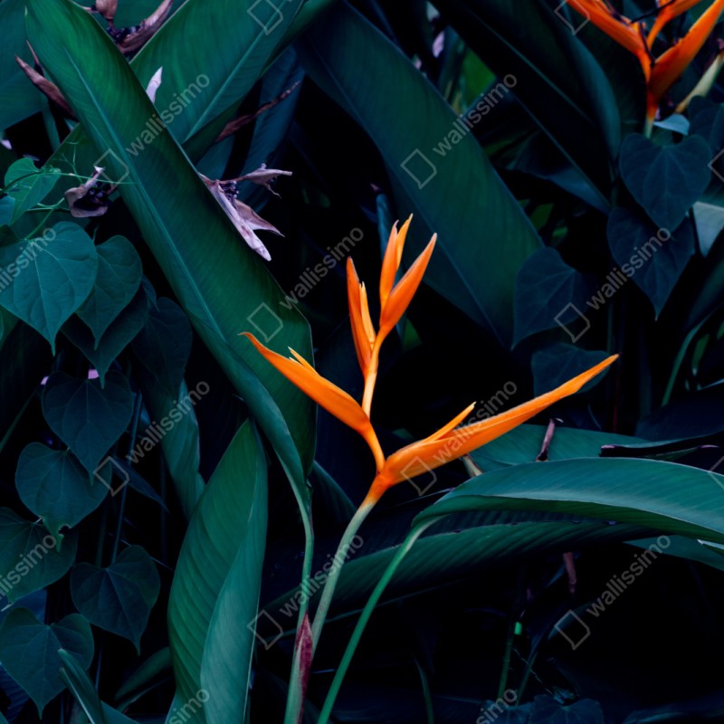 Naklejka repozycjonowalna żywa strelicja na tle ciemnozielonych liści – Wallissimo® Naklejka repozycjonowalna żywa strelicja na tle ciemnozielonych liści – Wallissimo®