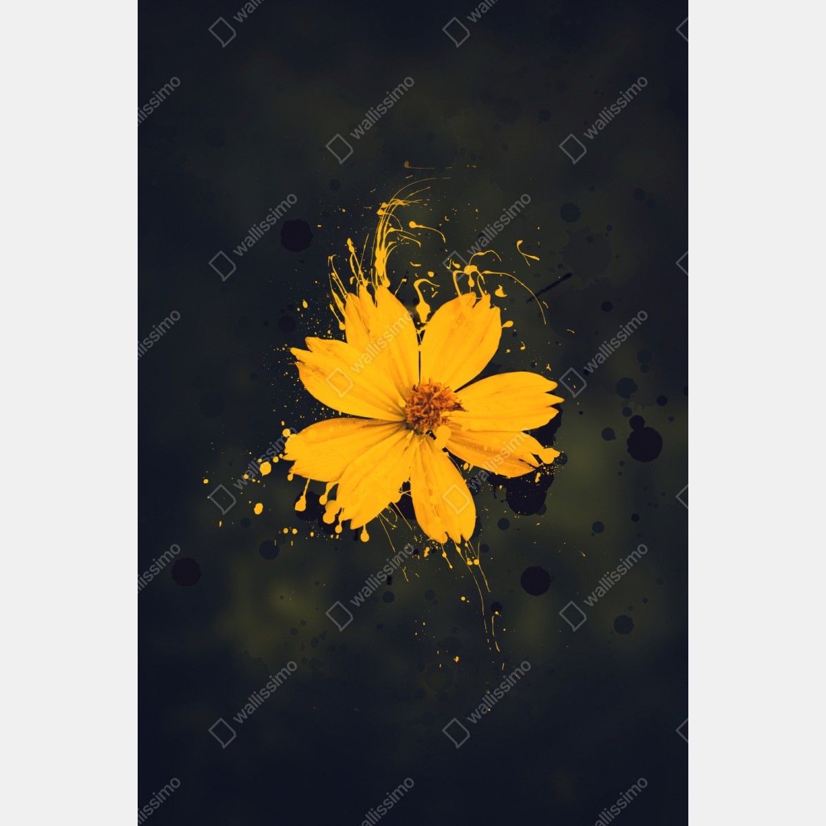 Naklejka repozycjonowalna intensywny żółty kwiat na ciemnym tle – Wallissimo® Naklejka repozycjonowalna intensywny żółty kwiat na ciemnym tle – Wallissimo®
