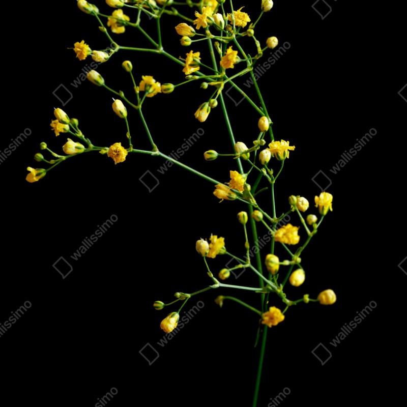 Naklejka repozycjonowalna delikatna żółta gipsówka na czarnym tle – Wallissimo® Naklejka repozycjonowalna delikatna żółta gipsówka na czarnym tle – Wallissimo®