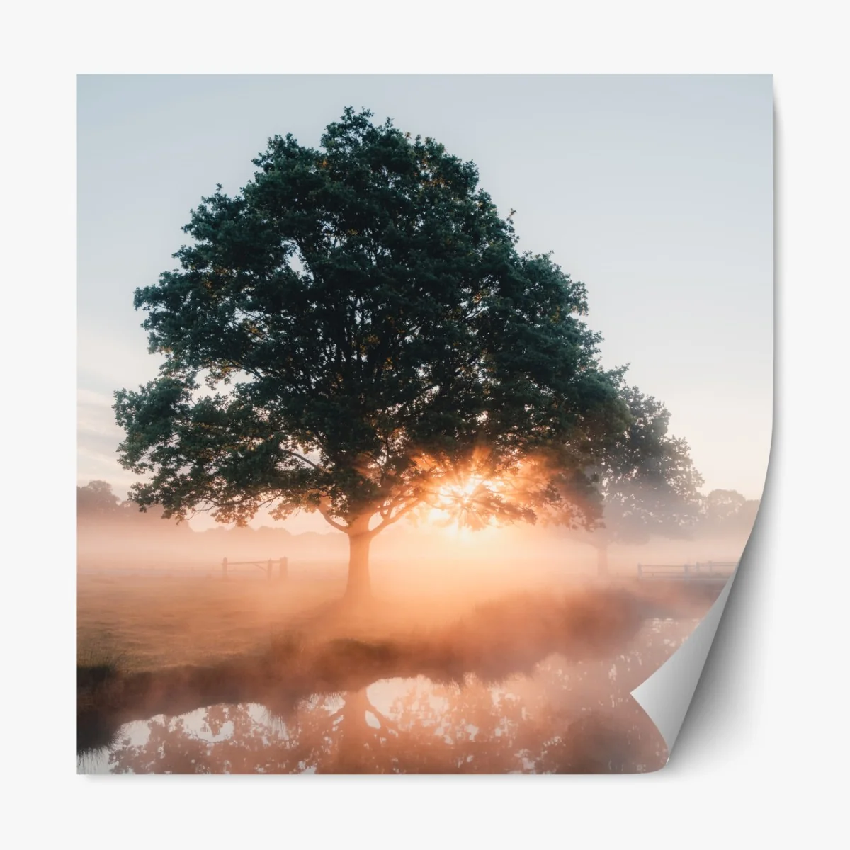 Naklejka repozycjonowalna mglisty wschód słońca przy dębie – Wallissimo® Naklejka repozycjonowalna mglisty wschód słońca przy dębie – Wallissimo®