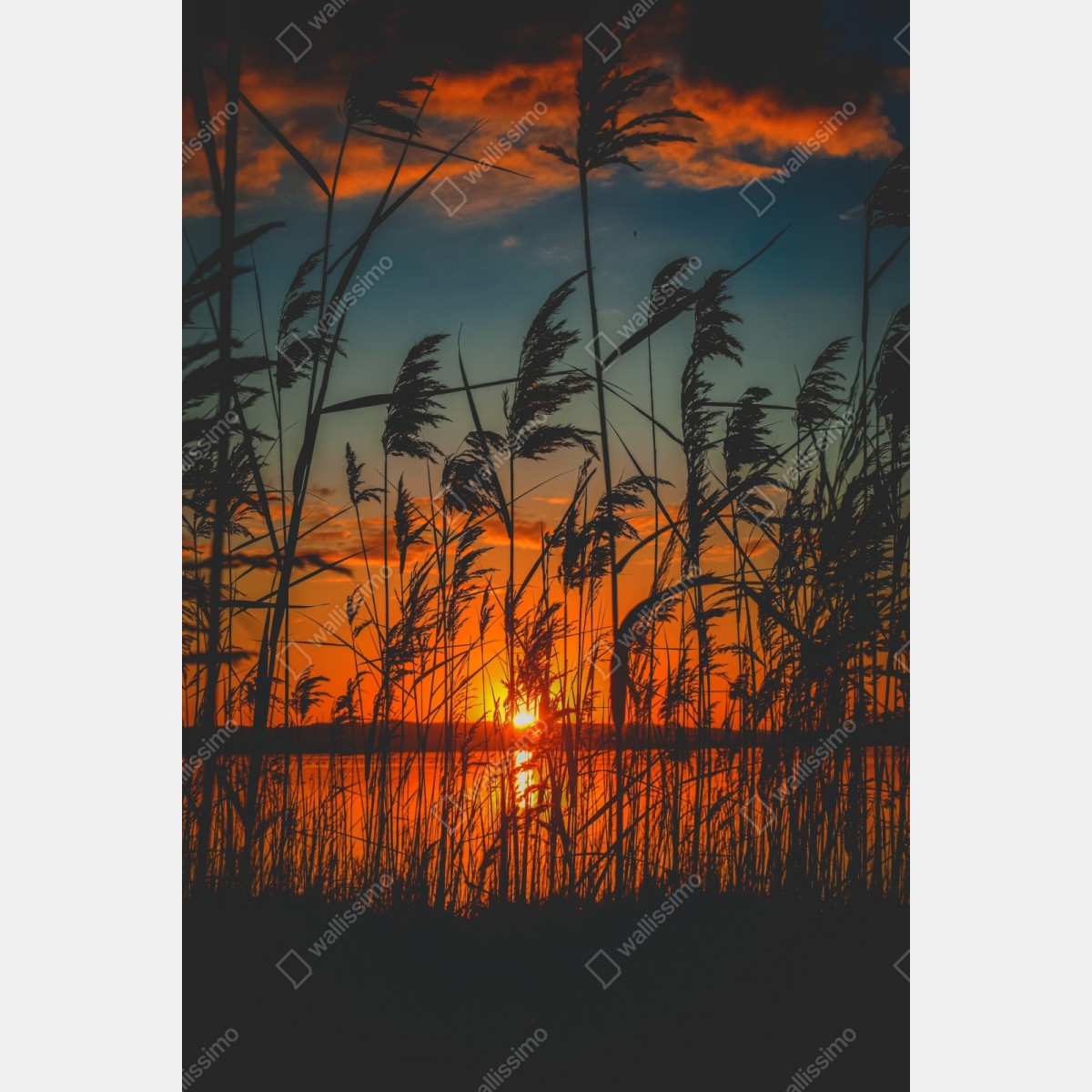 Naklejka repozycjonowalna zachód słońca nad jeziorem z sitowiem w sylwecie – Wallissimo® Naklejka repozycjonowalna zachód słońca nad jeziorem z sitowiem w sylwecie – Wallissimo®