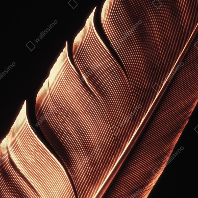 Naklejka repozycjonowalna złote pióro makro na czarnym tle – Wallissimo® Naklejka repozycjonowalna złote pióro makro na czarnym tle – Wallissimo®