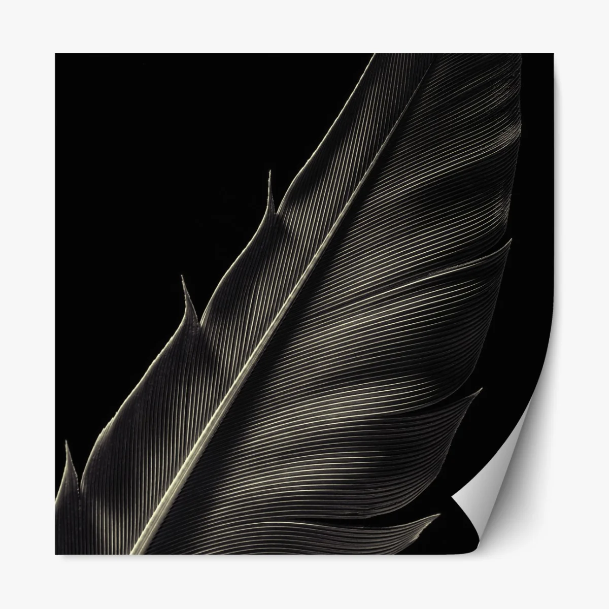 Naklejka repozycjonowalna delikatne pióro w makrofotografii – Wallissimo® Naklejka repozycjonowalna delikatne pióro w makrofotografii – Wallissimo®