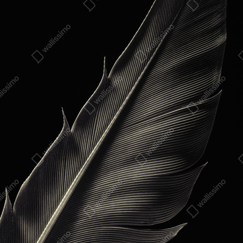 Naklejka repozycjonowalna delikatne pióro w makrofotografii – Wallissimo® Naklejka repozycjonowalna delikatne pióro w makrofotografii – Wallissimo®