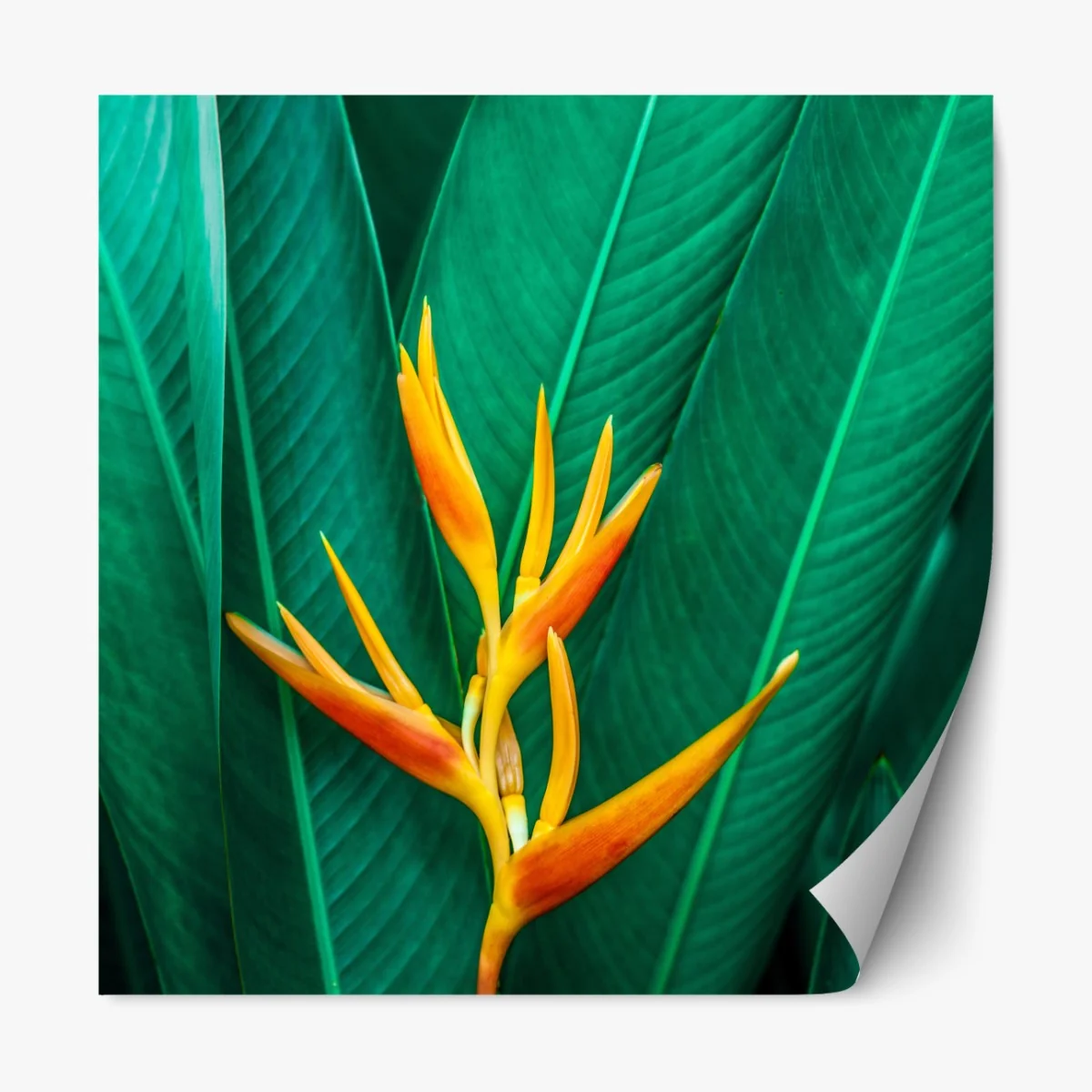 Naklejka repozycjonowalna intensywny tropikalny ptak rajski na zielonych liściach – Wallissimo® Naklejka repozycjonowalna intensywny tropikalny ptak rajski na zielonych liściach – Wallissimo®