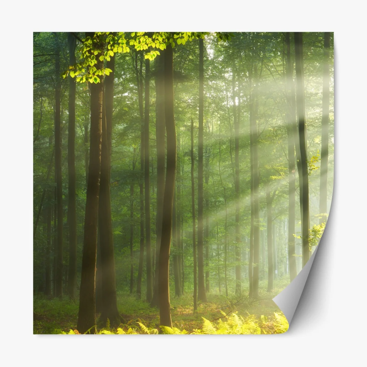 Naklejka repozycjonowalna poranne światło w lesie – Wallissimo® Naklejka repozycjonowalna poranne światło w lesie – Wallissimo®