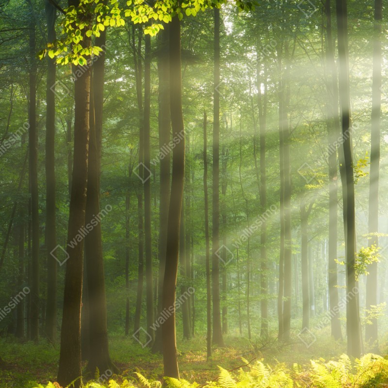 Naklejka repozycjonowalna poranne światło w lesie – Wallissimo® Naklejka repozycjonowalna poranne światło w lesie – Wallissimo®