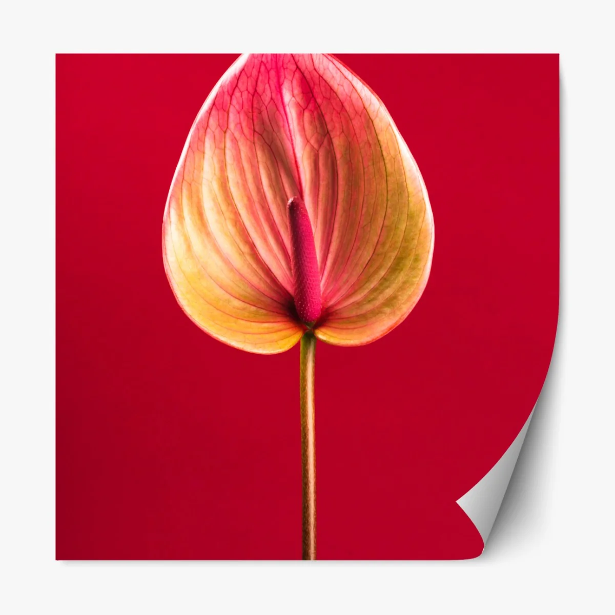 Naklejka repozycjonowalna eleganckie anturium na czerwonym tle – Wallissimo® Naklejka repozycjonowalna eleganckie anturium na czerwonym tle – Wallissimo®