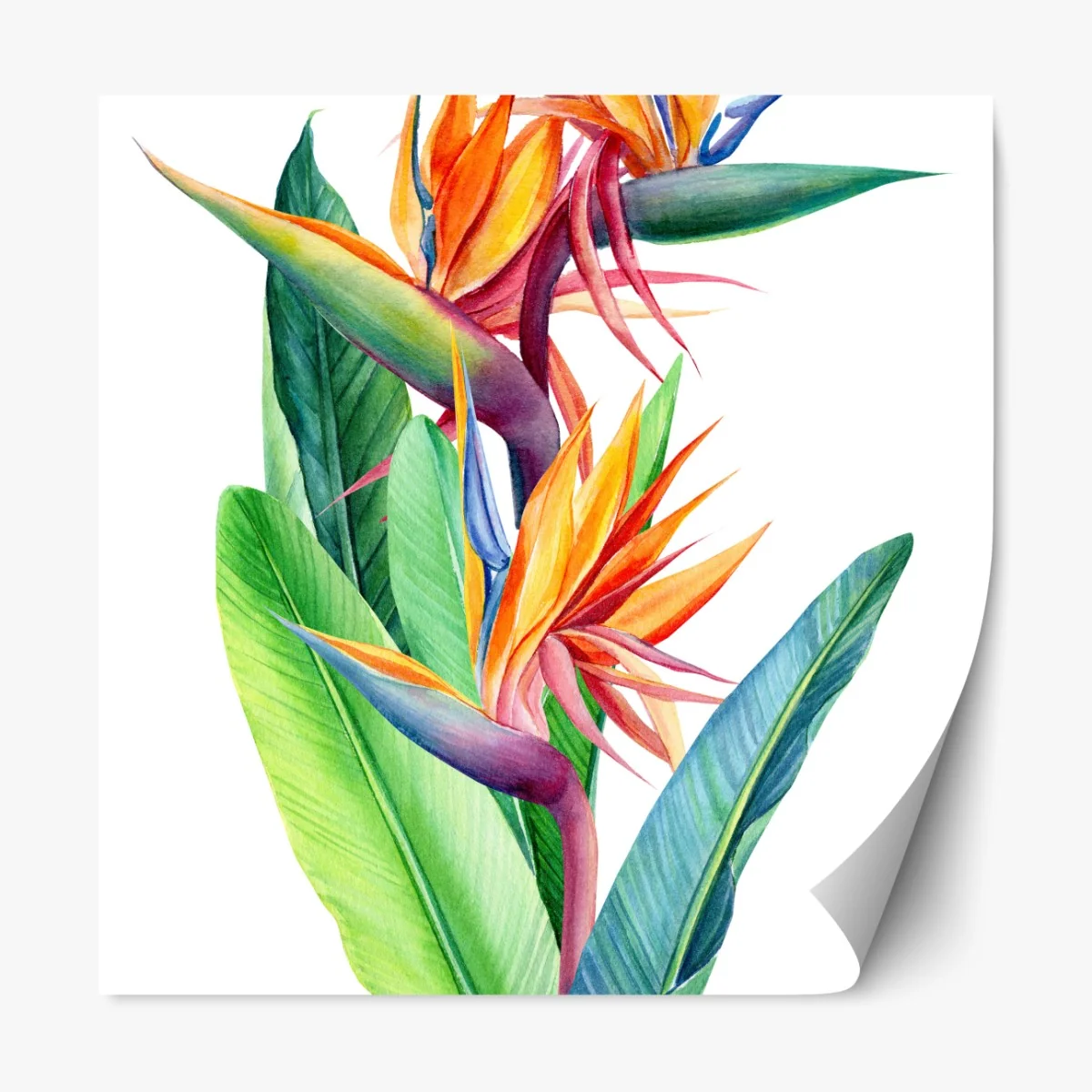 Naklejka repozycjonowalna żywa strelicja akwarelowa ilustracja botaniczna – Wallissimo® Naklejka repozycjonowalna żywa strelicja akwarelowa ilustracja botaniczna – Wallissimo®